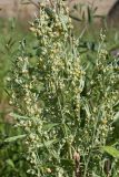 Artemisia absinthium