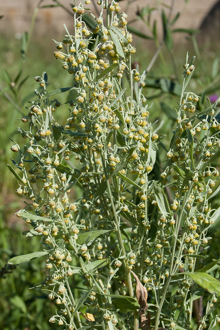 Изображение особи Artemisia absinthium.