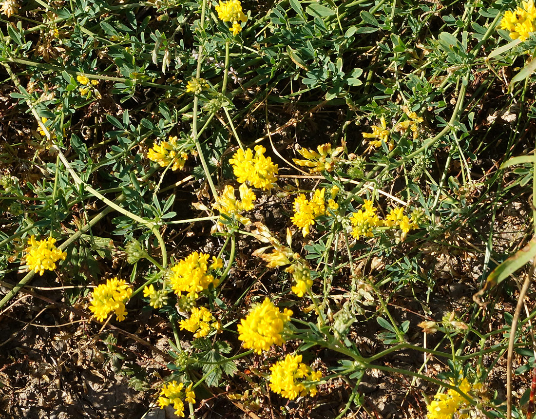 Изображение особи Medicago falcata.