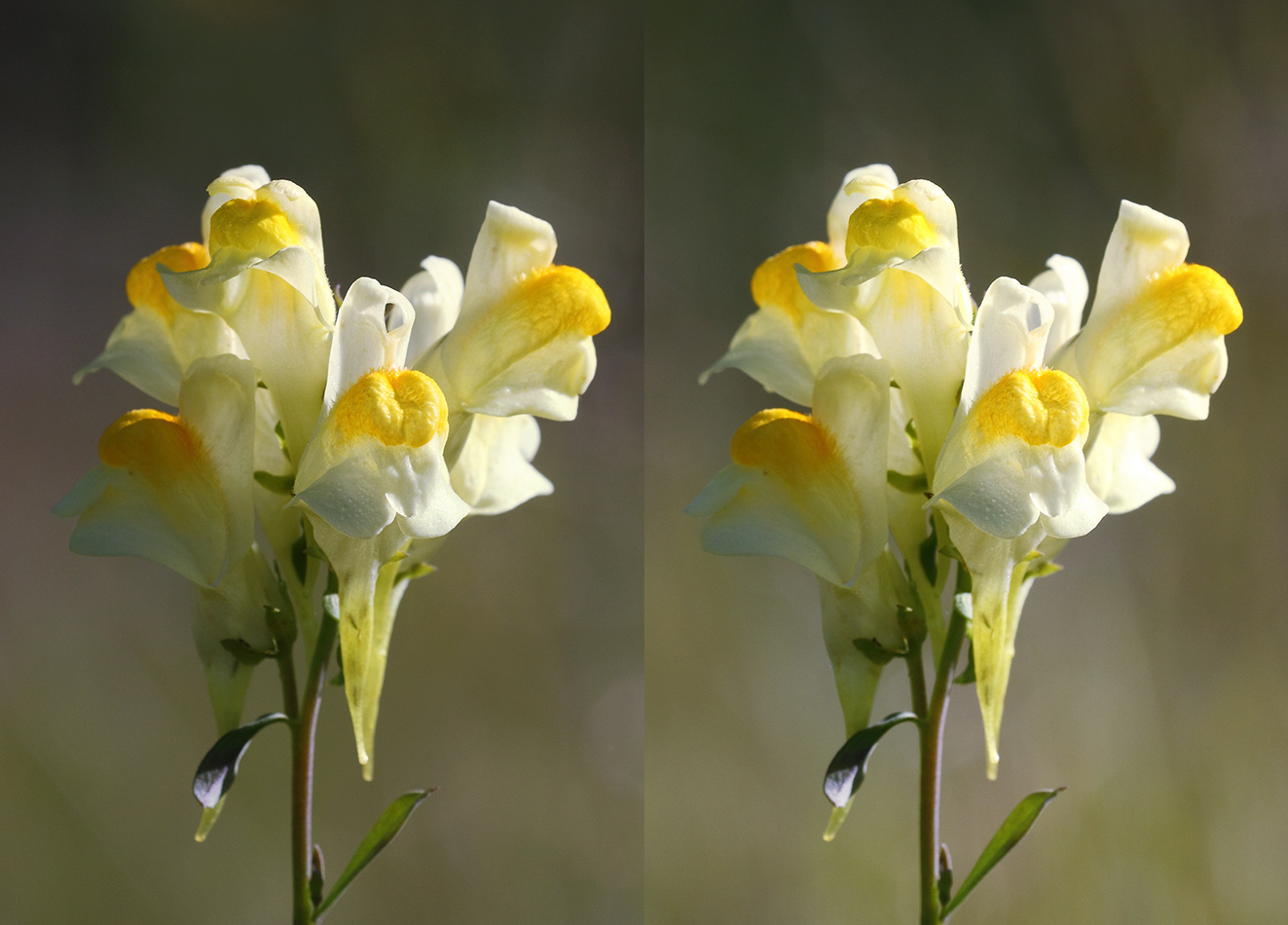 Image of Linaria vulgaris specimen.