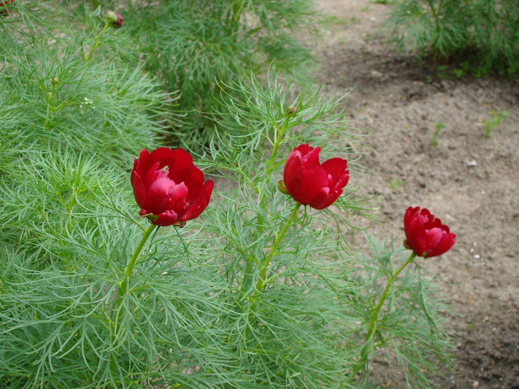 Image of Paeonia tenuifolia specimen.