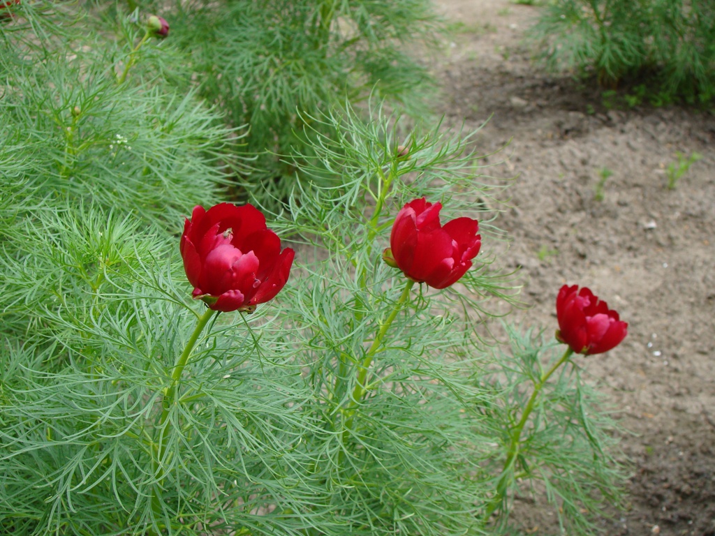 Изображение особи Paeonia tenuifolia.