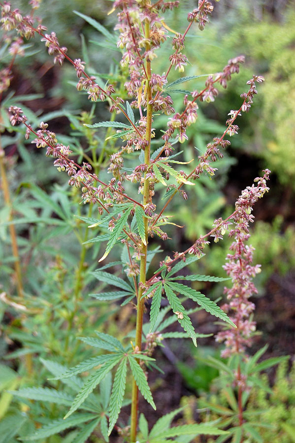 Image of Cannabis sativa var. spontanea specimen.