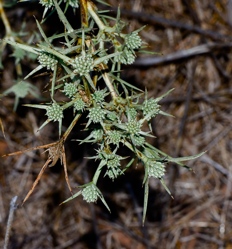 Изображение особи Eryngium glomeratum.