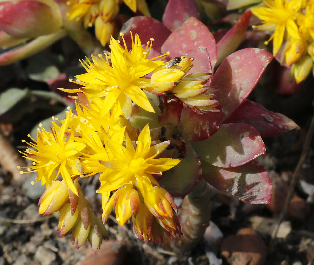 Изображение особи Sedum palmeri.