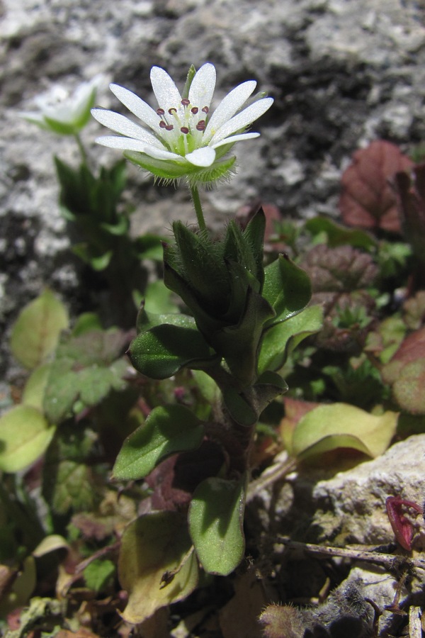 Image of Stellaria neglecta specimen.