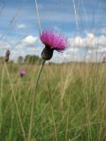 Cirsium dissectum. Верхушка цветущего растения. Нидерланды, провинция Drenthe, национальный парк Drentsche Aa, заказник Eexterveld, молиниевый луг. 14 июня 2008 г.