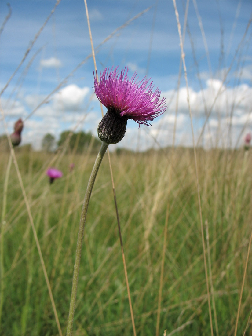 Изображение особи Cirsium dissectum.