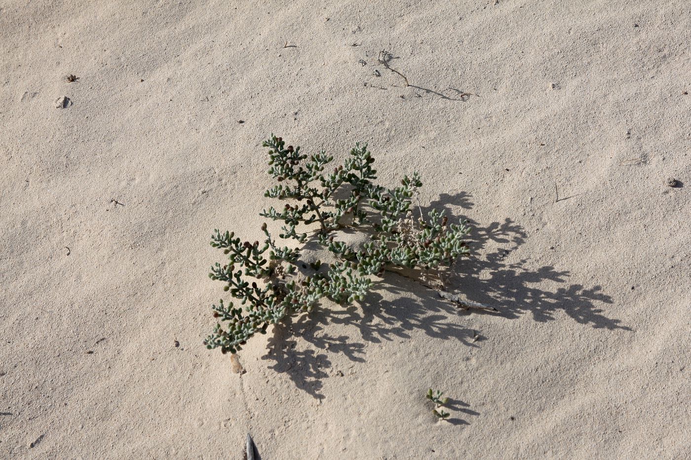 Image of Tetraena alba specimen.