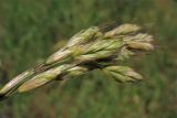 Bromus hordeaceus