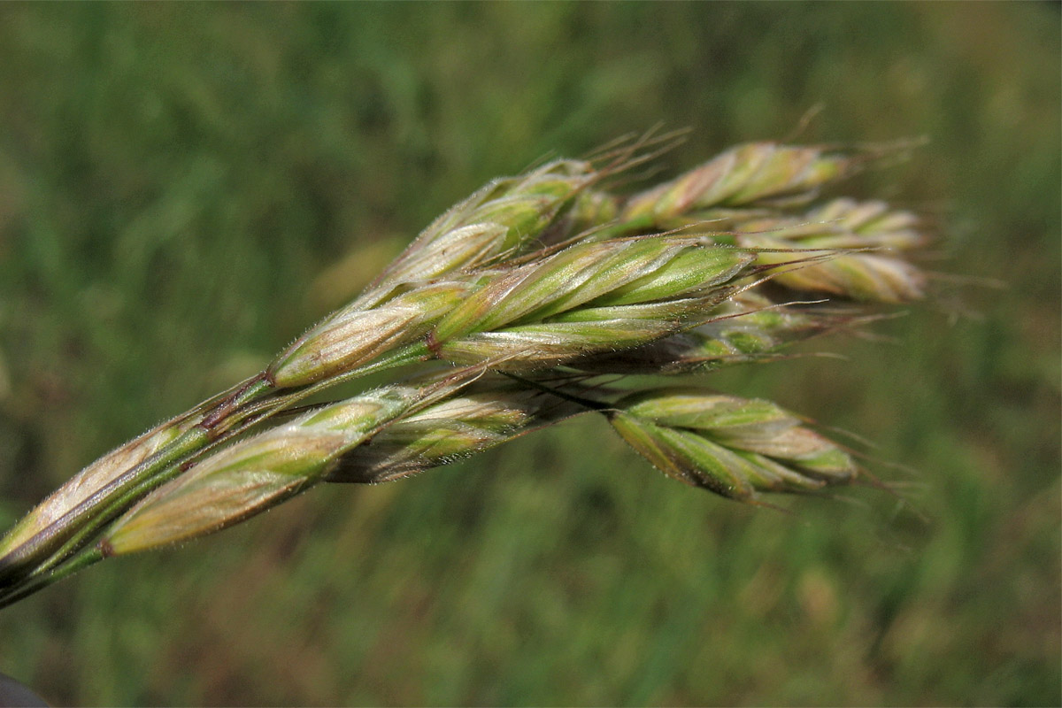 Image of Bromus hordeaceus specimen.