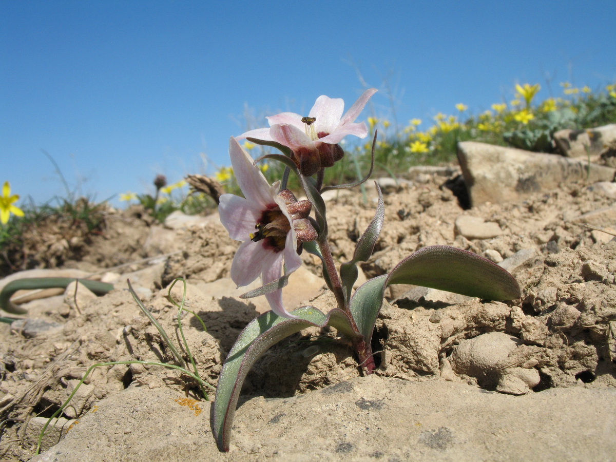 Изображение особи Rhinopetalum stenantherum.