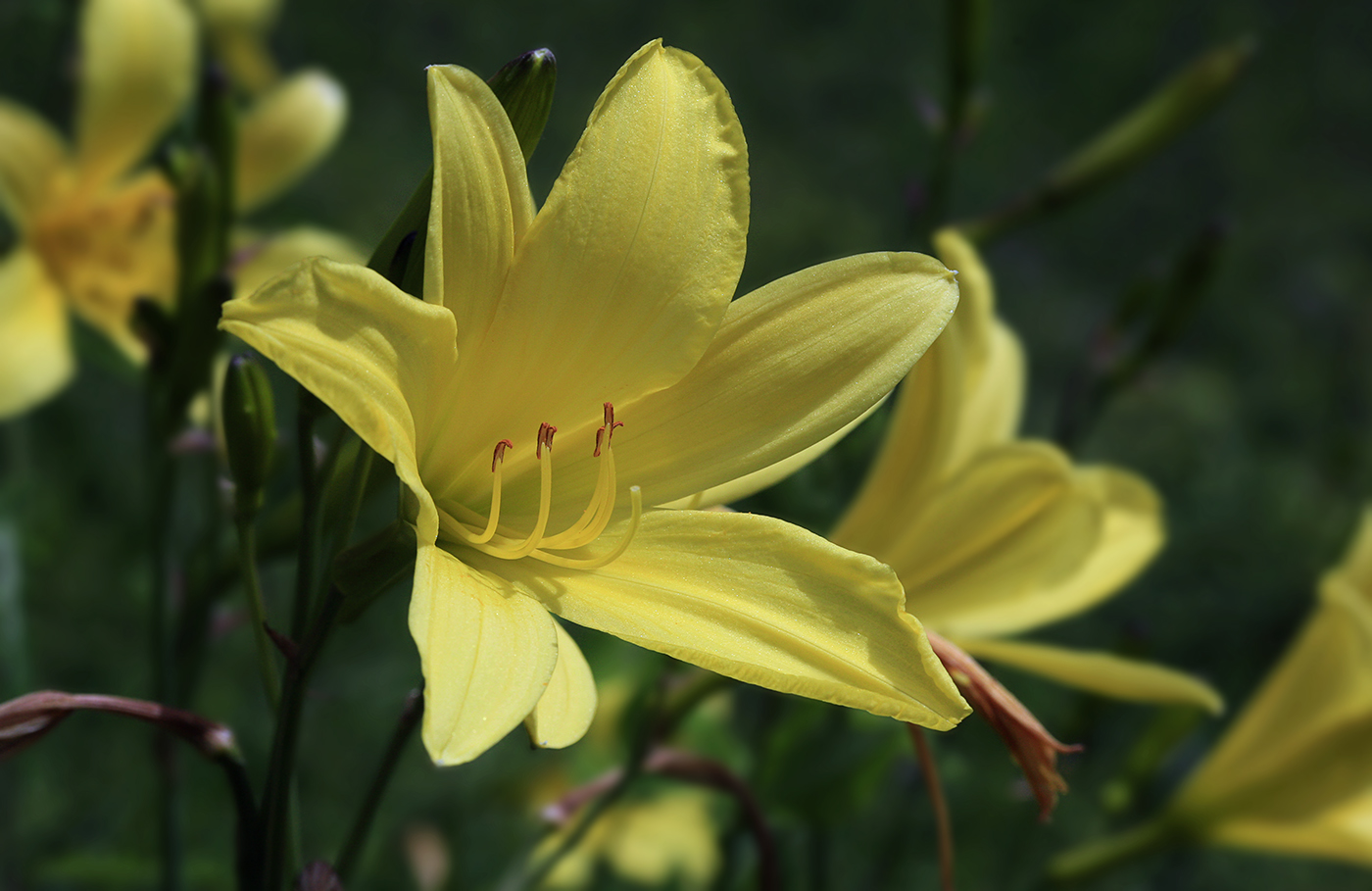 Изображение особи Hemerocallis minor.