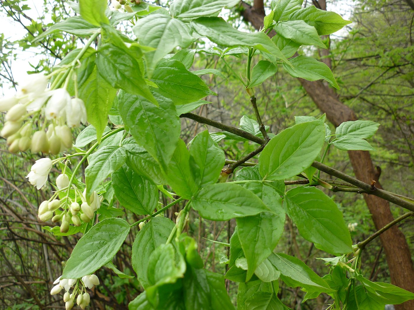 Изображение особи Staphylea colchica.