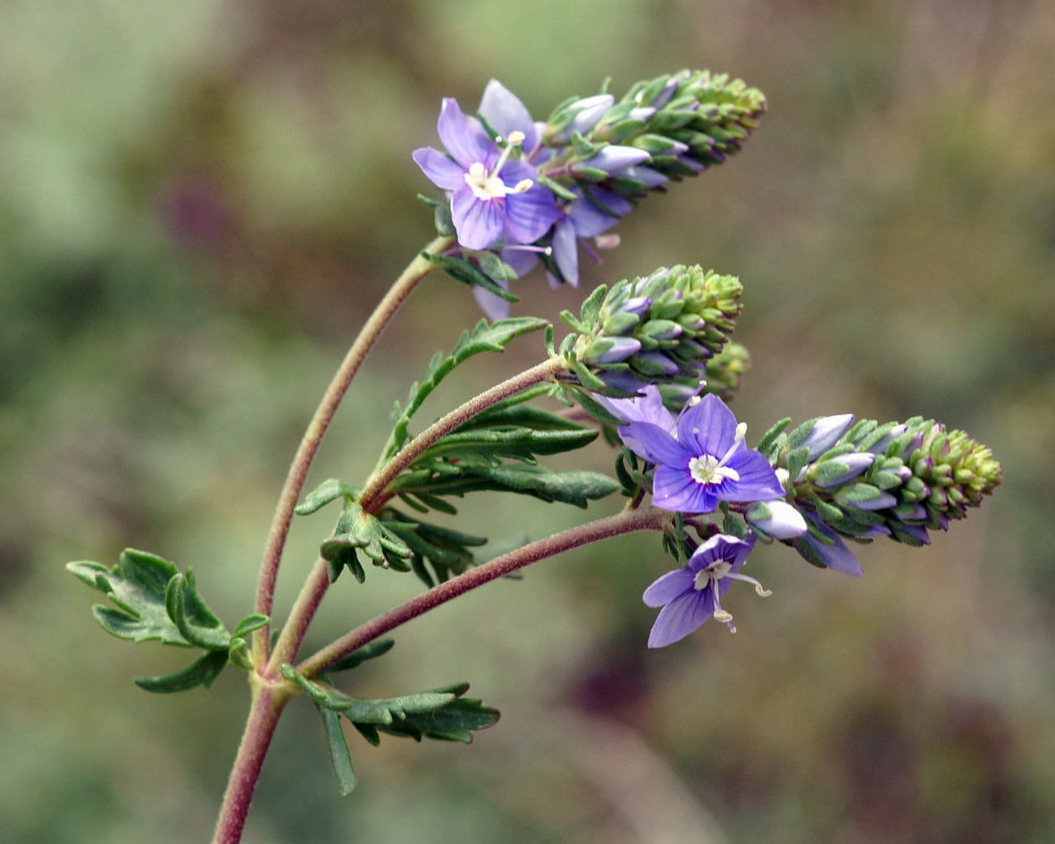 Изображение особи Veronica multifida.