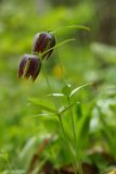 Fritillaria maximowiczii. Цветущие растения. Приморский край, окр. г. Находка, в дубовом лесу. 22.05.2017.