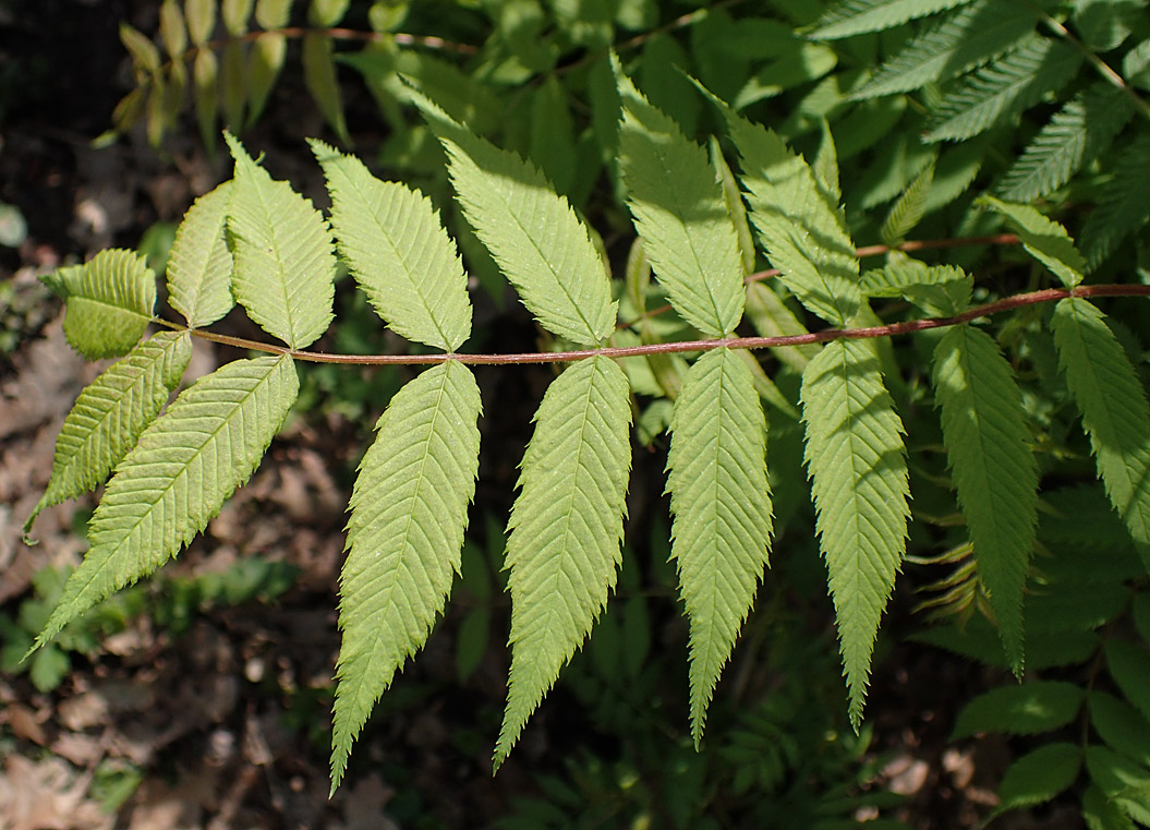 Image of Sorbaria sorbifolia specimen.