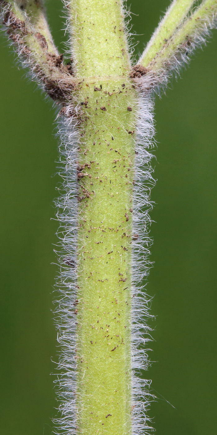 Image of Nepeta parviflora specimen.