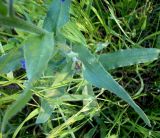 Anchusa officinalis