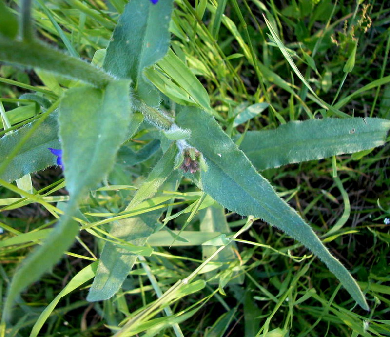 Изображение особи Anchusa officinalis.