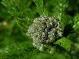 Achillea millefolium