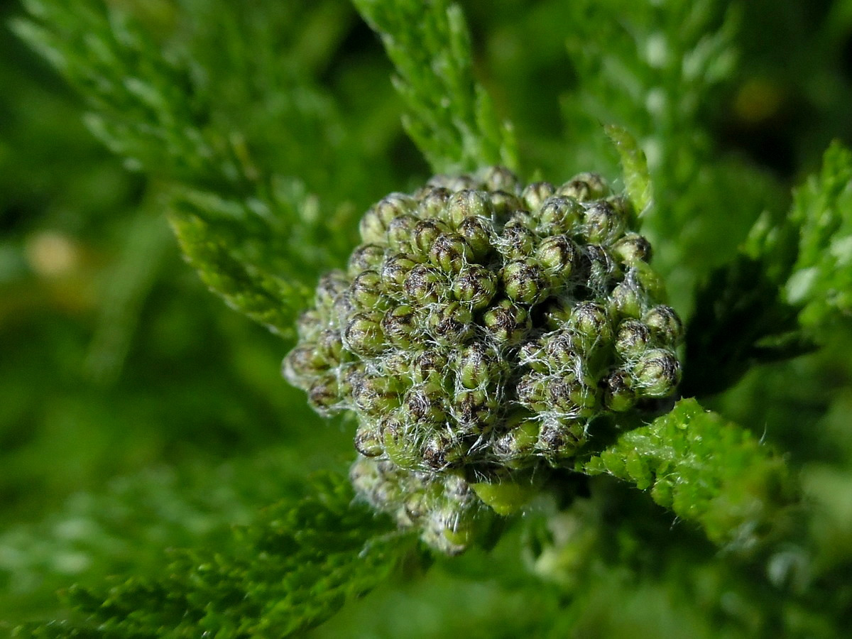 Image of Achillea millefolium specimen.