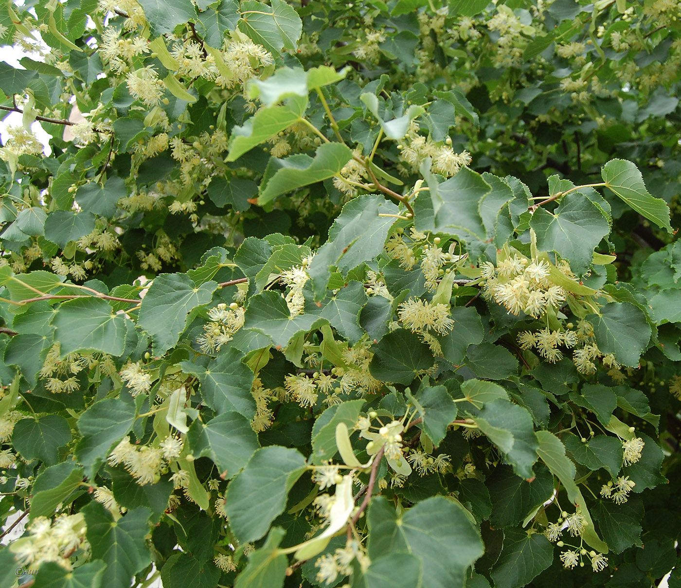 Image of Tilia mandshurica specimen.