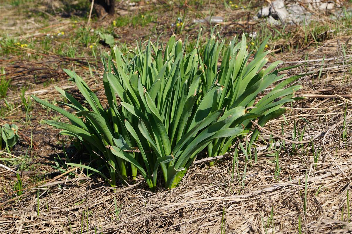 Image of genus Allium specimen.