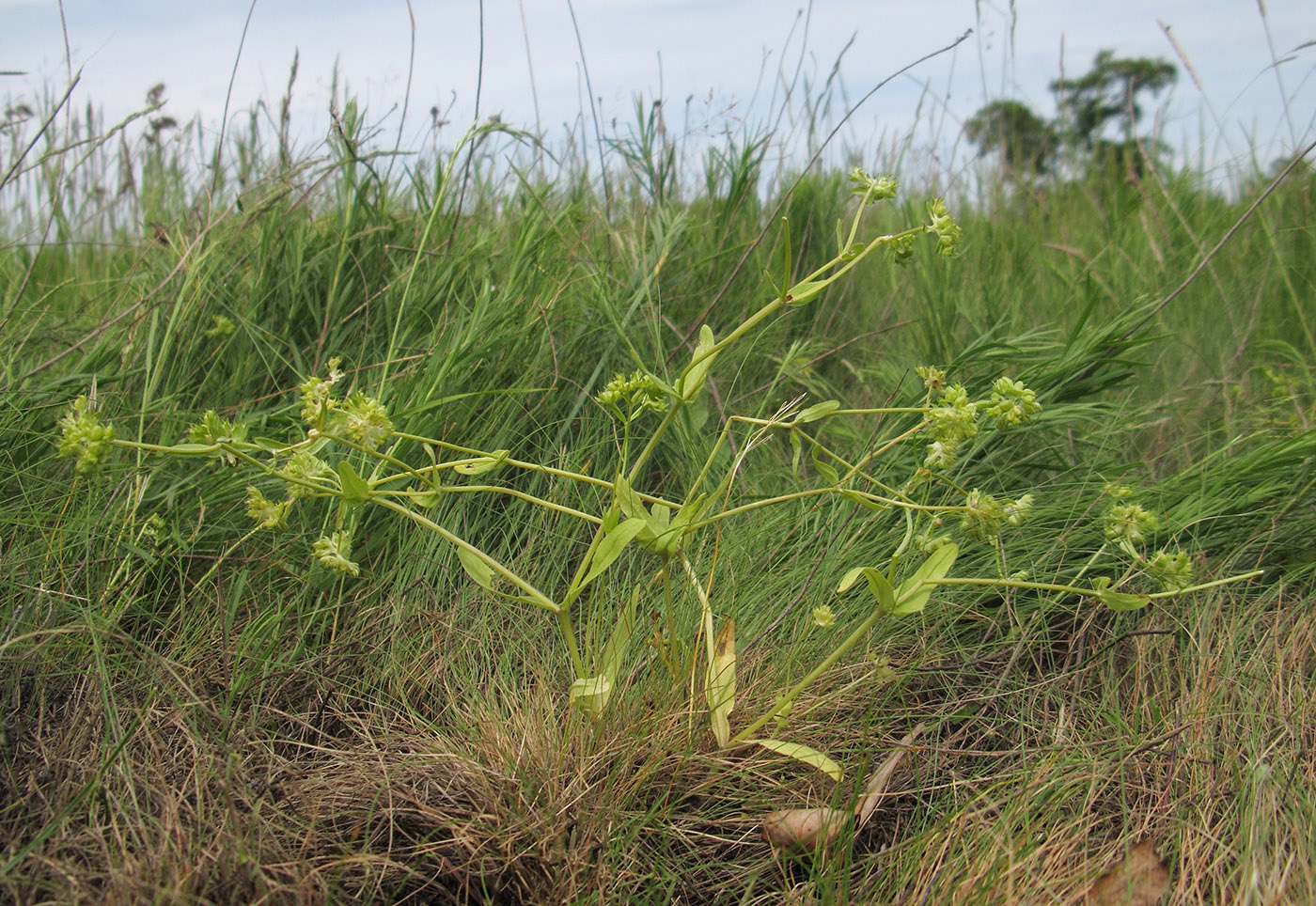 Image of Valerianella turgida specimen.