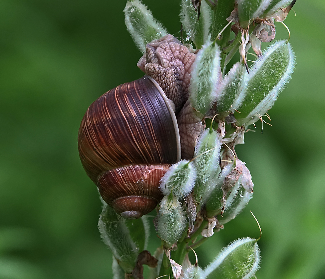 Изображение особи Lupinus polyphyllus.