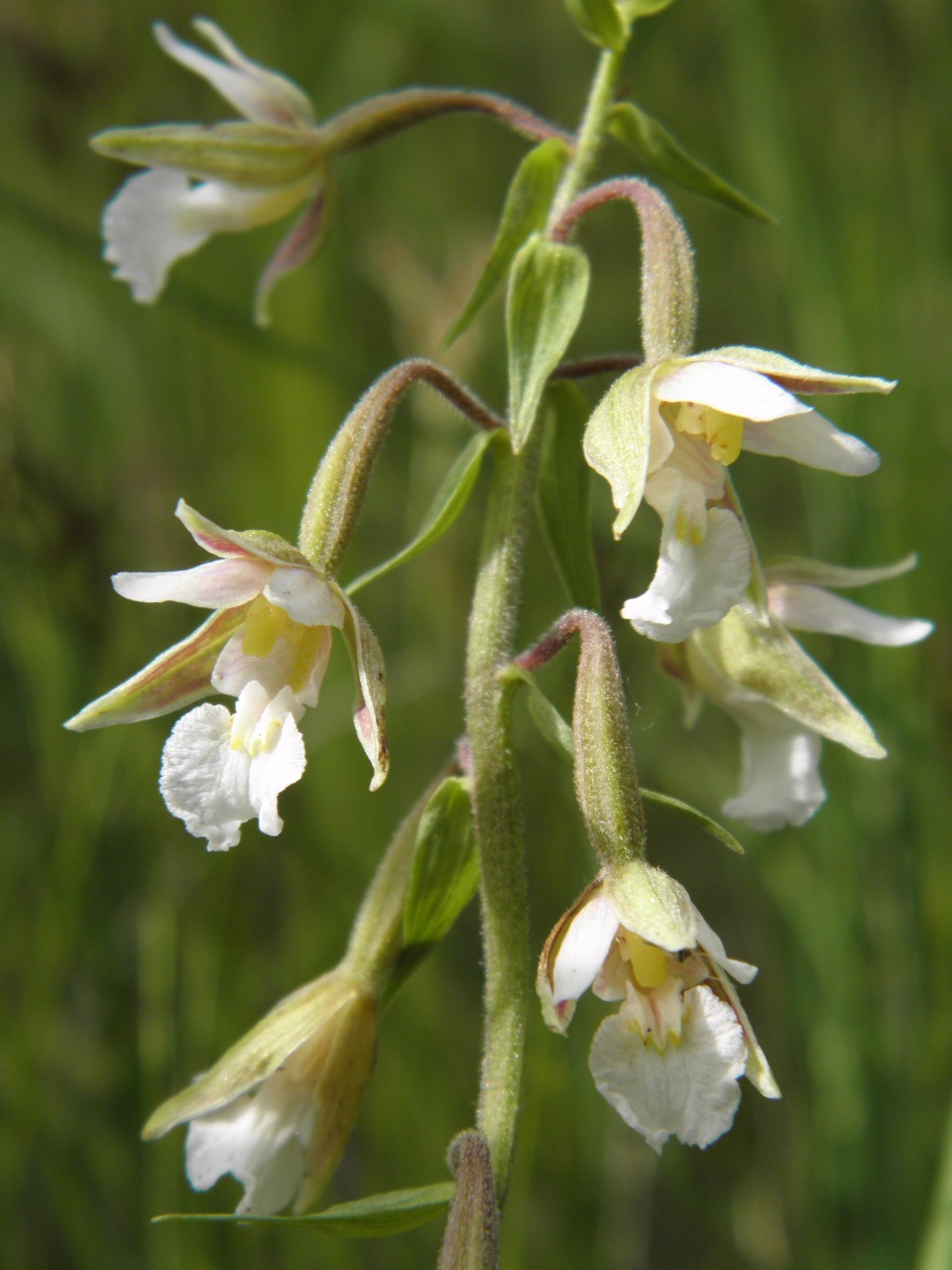 Image of Epipactis palustris specimen.