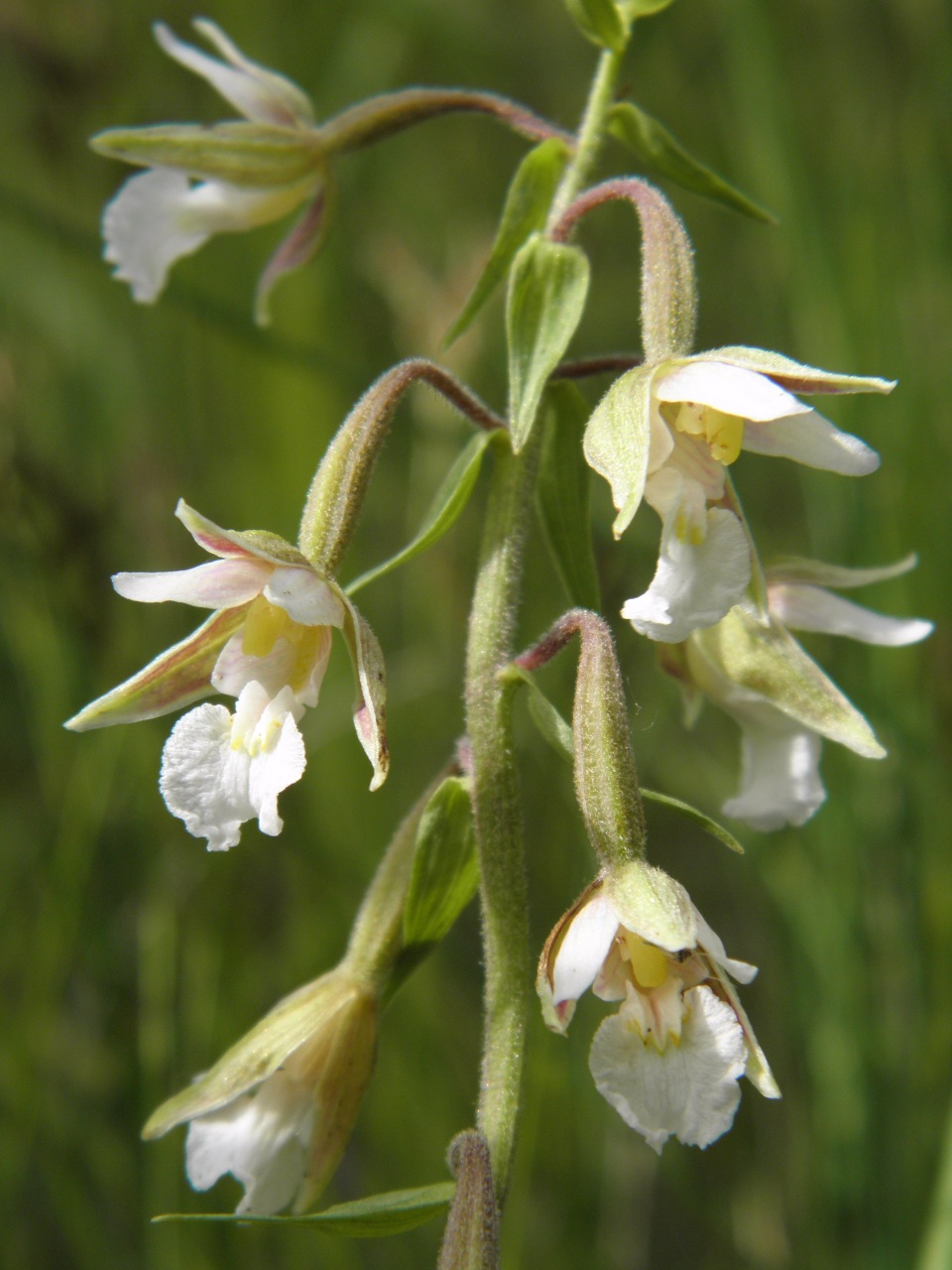 Изображение особи Epipactis palustris.