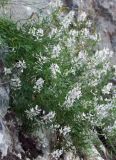 Astragalus clerceanus