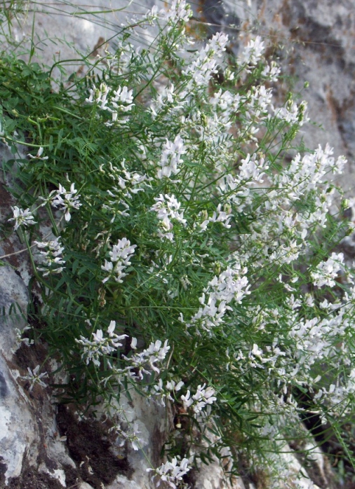 Изображение особи Astragalus clerceanus.