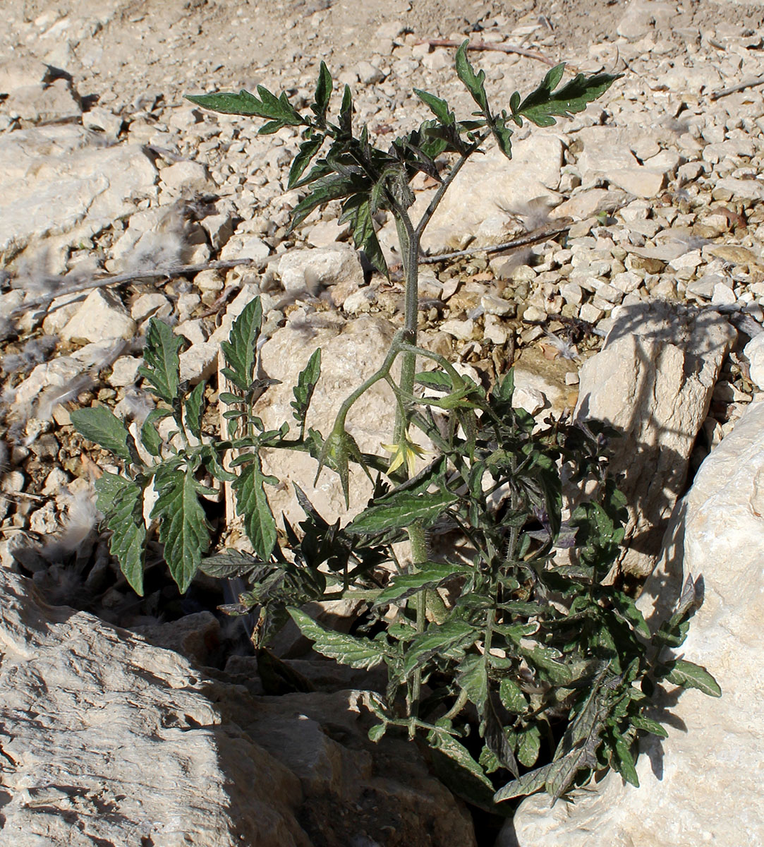 Image of Lycopersicon esculentum specimen.