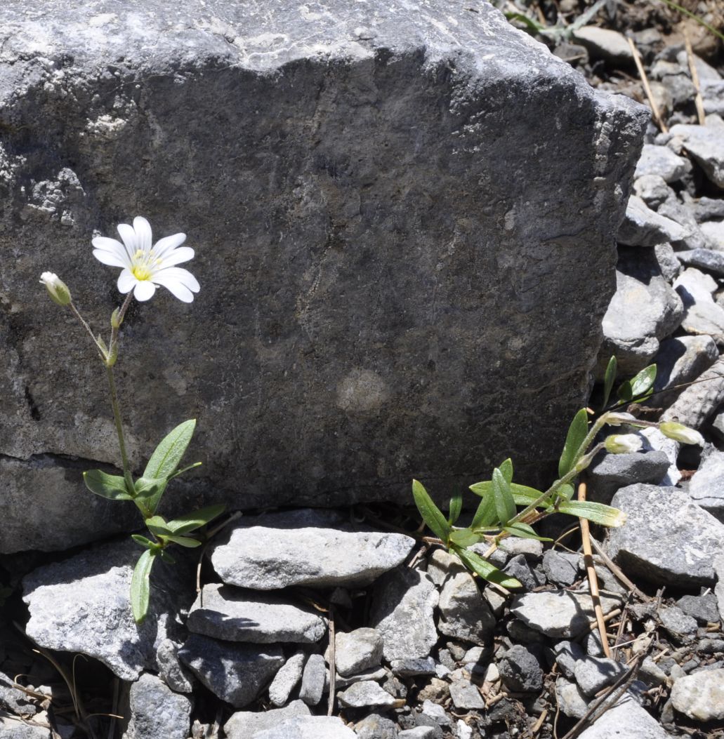 Изображение особи Cerastium banaticum ssp. speciosum.