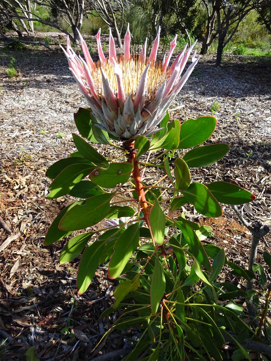 Image of Protea cynaroides specimen.