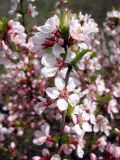 Cerasus tomentosa