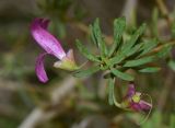 род Eremophila