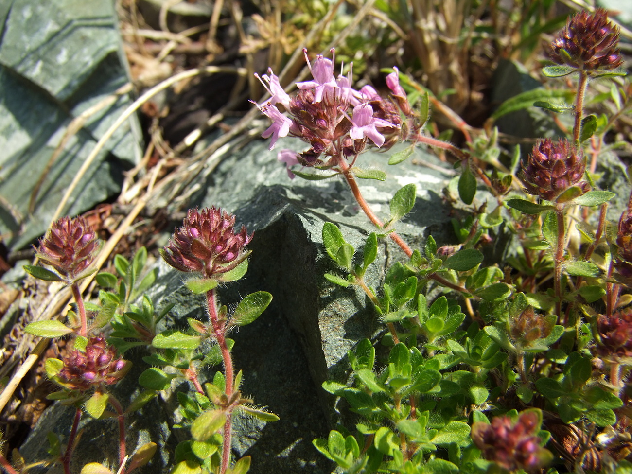 Изображение особи род Thymus.