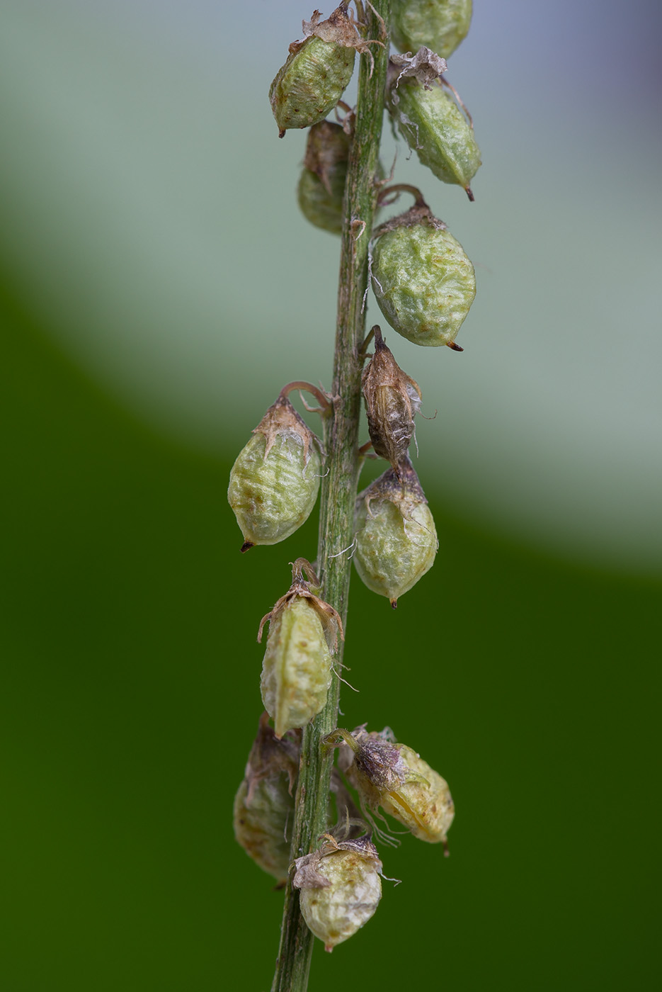 Image of Melilotus albus specimen.