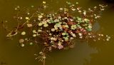 Nymphoides peltata