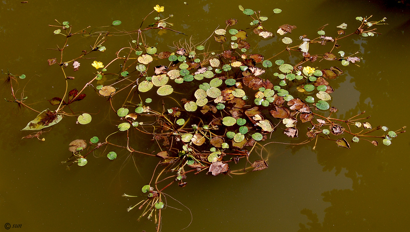 Image of Nymphoides peltata specimen.