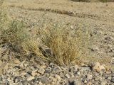 Crotalaria aegyptiaca