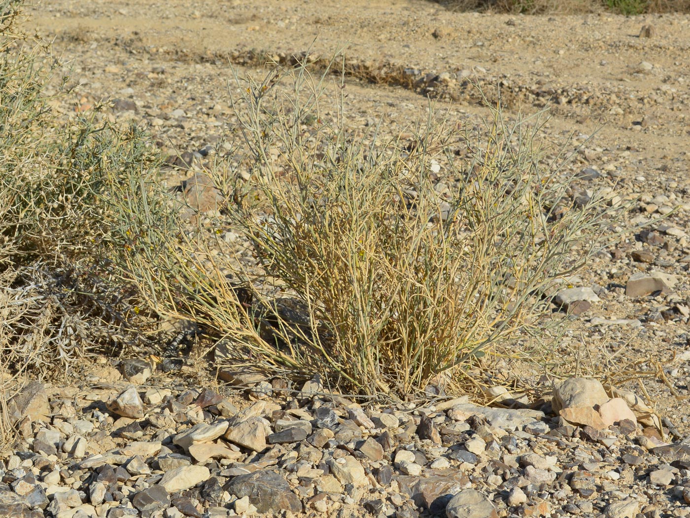 Image of Crotalaria aegyptiaca specimen.