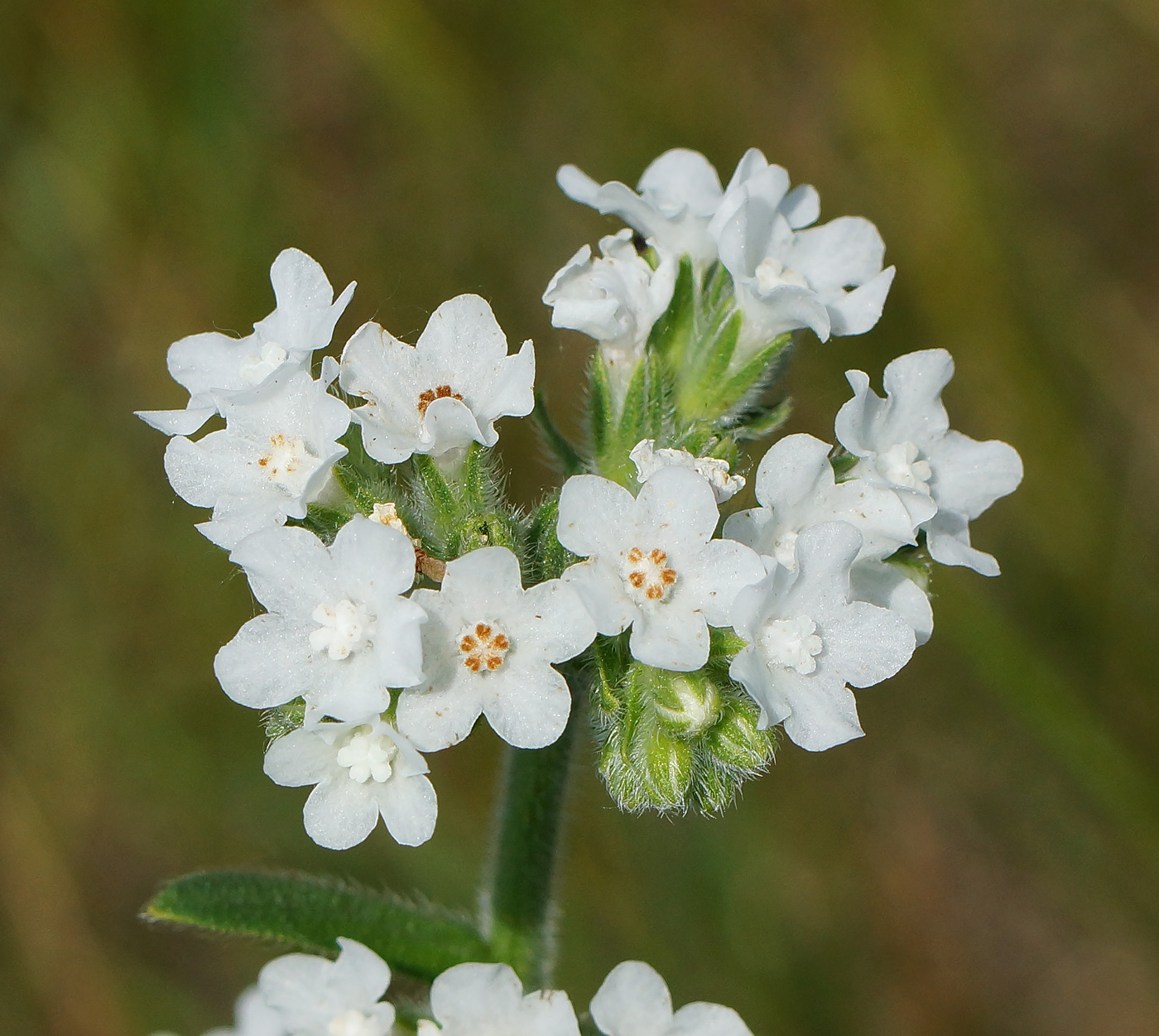 Image of Anchusa officinalis specimen.