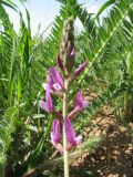 Oxytropis ornata. Соцветие и листья. Южный Казахстан, Зап. Тянь-Шань, зап. оконечность Таласского Алатау, луг на мелкозёмах у кромки правого борта каньона Машат. 21 апреля 2017 г.