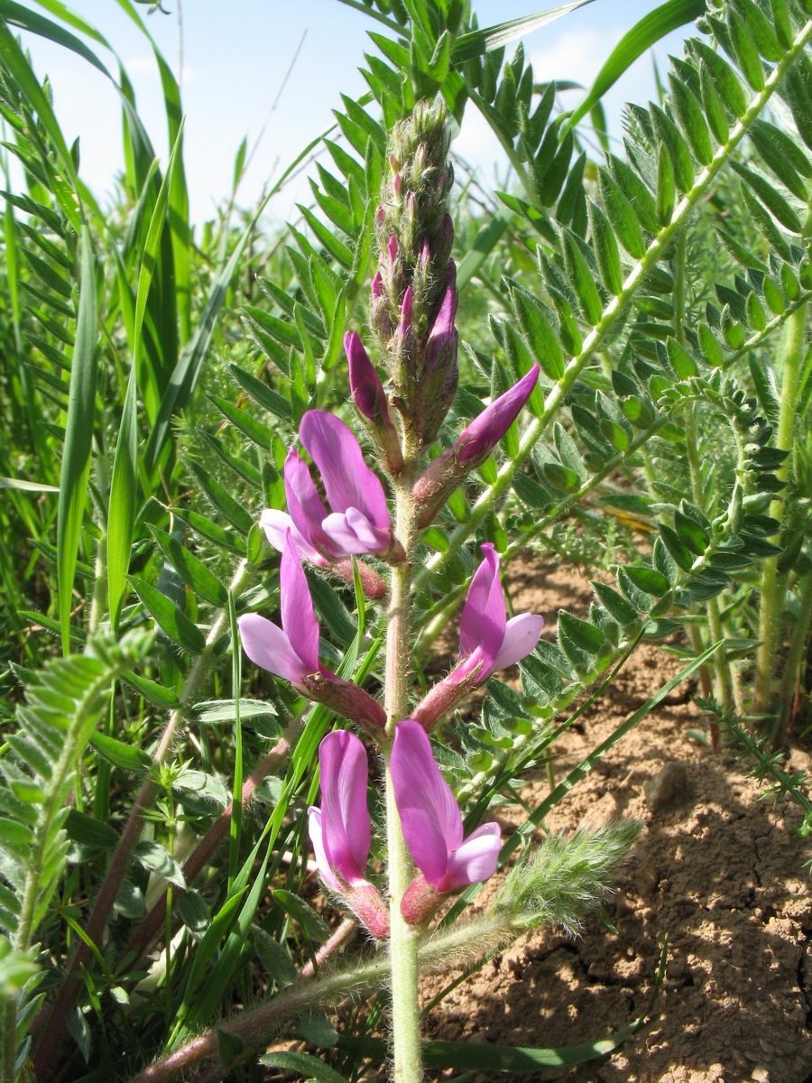 Image of Oxytropis ornata specimen.