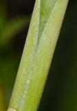 Etlingera elatior
