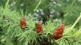 Larix sibirica